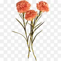 橙色鲜花康乃馨花朵-空若网 橙色鲜花康乃馨花朵-空若网