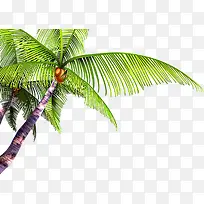 夏日植物插画棕树-空若网 夏日植物插画棕树-空若网