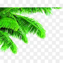 �廭����ֲ����ɫ��Ҷ-������