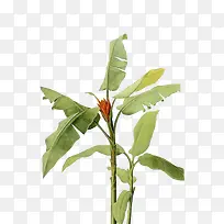 植物手绘-空若网 植物手绘-空若网