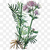 �Ӳ��ֻ�-������