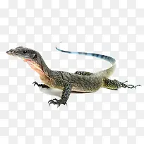 变色龙动物-空若网 变色龙动物-空若网