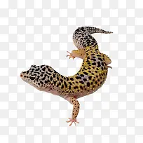 ��ɫ������-������