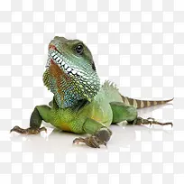 动物世界-空若网 动物世界-空若网