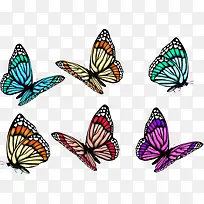 五彩斑斓的蝴蝶-空若网 五彩斑斓的蝴蝶-空若网