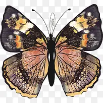 蝴蝶标本-空若网 蝴蝶标本-空若网