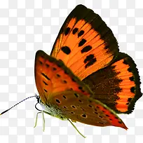 ������Ӱ��ɫ������-������