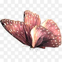 高清摄影红色的花蝴蝶-空若网 高清摄影红色的花蝴蝶-空若网