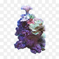 ��ɫɺ�����ز�-������