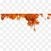 橙色枫叶背景-空若网 橙色枫叶背景-空若网