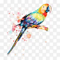 水彩画树枝上鹦鹉-空若网 水彩画树枝上鹦鹉-空若网