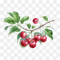 水彩水果-空若网 水彩水果-空若网