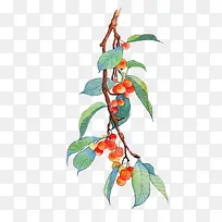 水彩水果-空若网 水彩水果-空若网