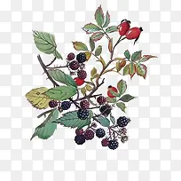 卡通水果桑葚-空若网 卡通水果桑葚-空若网