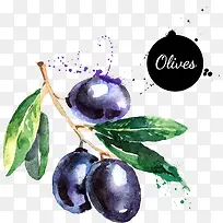 卡通水彩水果橄榄-空若网 卡通水彩水果橄榄-空若网