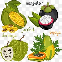 矢量山竹水果-空若网 矢量山竹水果-空若网