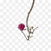 ��ɫ������ֲ֦��-������