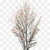 ���崴����֦��ɫ���ܻ�����Ⱦ-������