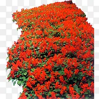 高清摄影红色花卉花花草草-空若网 高清摄影红色花卉花花草草-空若网