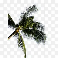 Ҷ����-������