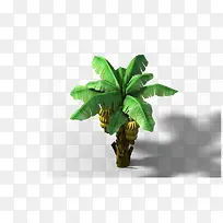 芭蕉 芭蕉树-空若网 芭蕉 芭蕉树-空若网