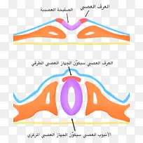 ����������ϵͳ�񾭹�ϸ����-������