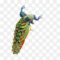 孔雀-空若网 孔雀-空若网