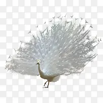 孔雀开屏动物-空若网 孔雀开屏动物-空若网