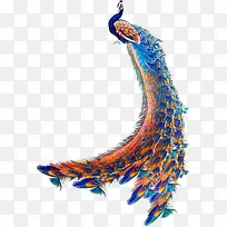 蓝色可爱孔雀手绘-空若网 蓝色可爱孔雀手绘-空若网