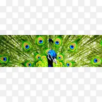 ��ɫ�����زĿ�ȸ�����ز�-������