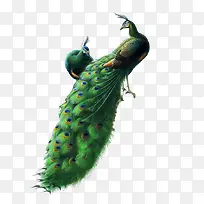 孔雀png素材-空若网 孔雀png素材-空若网