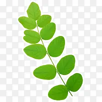 绿色卡通可爱树叶-空若网 绿色卡通可爱树叶-空若网