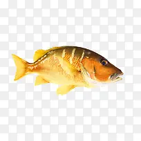 手绘鱼-空若网 手绘鱼-空若网