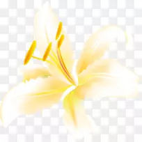 �л�ֲ�ﻨ�������ֽ����ֲ��ٺ�-������