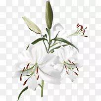 白百合-空若网 白百合-空若网