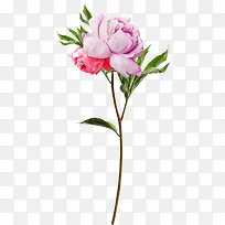 玫瑰鲜花插画风景-空若网 玫瑰鲜花插画风景-空若网