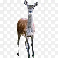 棕色小鹿素材可爱-空若网 棕色小鹿素材可爱-空若网