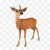 ����С¹-������