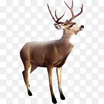 高清可爱小鹿装饰-空若网 高清可爱小鹿装饰-空若网