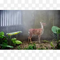 可爱小鹿图片素材-空若网 可爱小鹿图片素材-空若网