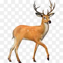 高清可爱的小鹿海报-空若网 高清可爱的小鹿海报-空若网