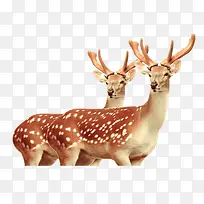 С¹ͼƬ�ز�-������