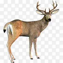 小鹿动物-空若网 小鹿动物-空若网