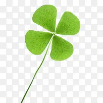 四叶草-空若网 四叶草-空若网