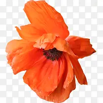 ��ɫʢ��С��-������