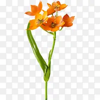 花径橙色小花-空若网 花径橙色小花-空若网