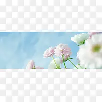 白色的花-空若网 白色的花-空若网