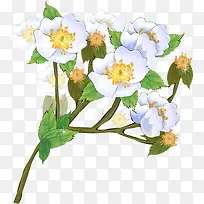 白色的梨花-空若网 白色的梨花-空若网