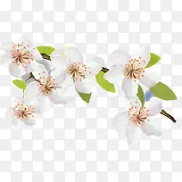 白色的梨花-空若网 白色的梨花-空若网