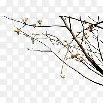 高清摄影创意白色的梨花树木-空若网 高清摄影创意白色的梨花树木-空若网